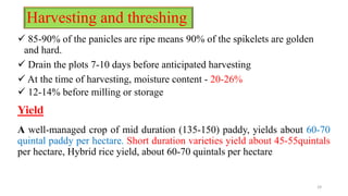 Harvesting and threshing
 85-90% of the panicles are ripe means 90% of the spikelets are golden
and hard.
 Drain the plo...