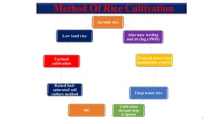 Method Of Rice Cultivation
Aerobic rice
Alternate wetting
and drying (AWD)
Ground cover rice
production system
Deep water ...