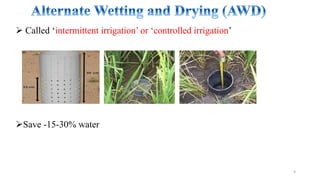  Called ‘intermittent irrigation’ or ‘controlled irrigation’
Save -15-30% water
9
 