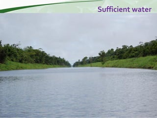 Rice production and research in Suriname