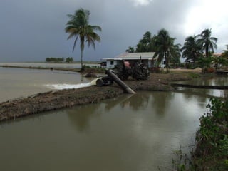 Rice production and research in Suriname