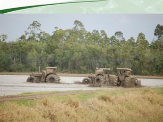 Rice production and research in Suriname