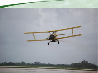 Rice production and research in Suriname