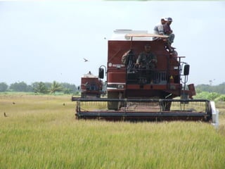 Rice production and research in Suriname