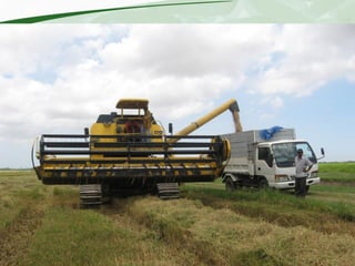Rice production and research in Suriname