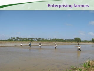 Rice production and research in Suriname