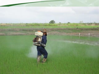 Rice production and research in Suriname