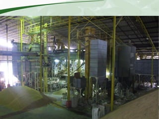 Rice production and research in Suriname