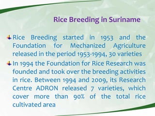 Rice production and research in Suriname