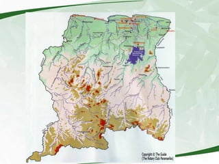 Rice production and research in Suriname