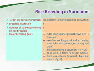 Rice production and research in Suriname