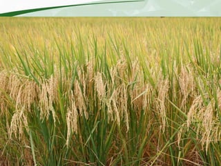 Rice production and research in Suriname