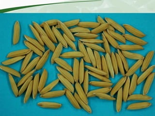 Rice production and research in Suriname