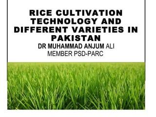 RICE CULTIVATION
TECHNOLOGY AND
DIFFERENT VARIETIES IN
PAKISTAN
DR MUHAMMAD ANJUM ALI
MEMBER PSD-PARC
 