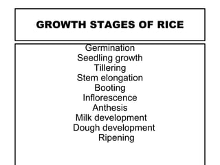 GROWTH STAGES OF RICE
Germination
Seedling growth
Tillering
Stem elongation
Booting
Inflorescence
Anthesis
Milk development
Dough development
Ripening
 