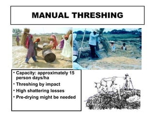 MANUAL THRESHING
• Capacity: approximately 15
person days/ha
• Threshing by impact
• High shattering losses
• Pre-drying might be needed
 