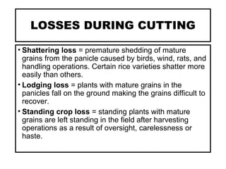 LOSSES DURING CUTTING
• Shattering loss = premature shedding of mature
grains from the panicle caused by birds, wind, rats, and
handling operations. Certain rice varieties shatter more
easily than others.
• Lodging loss = plants with mature grains in the
panicles fall on the ground making the grains difficult to
recover.
• Standing crop loss = standing plants with mature
grains are left standing in the field after harvesting
operations as a result of oversight, carelessness or
haste.
 