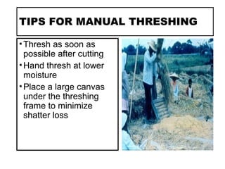 TIPS FOR MANUAL THRESHING
•Thresh as soon as
possible after cutting
•Hand thresh at lower
moisture
•Place a large canvas
under the threshing
frame to minimize
shatter loss
 