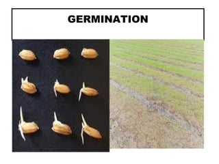 GERMINATION
 