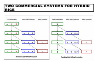 TWO COMMERCIAL SYSTEMS FOR HYBRID
RICE
 