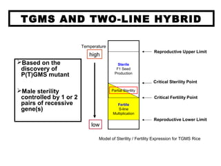 TGMS AND TWO-LINE HYBRID
Based on the
discovery of
P(T)GMS mutant
Male sterility
controlled by 1 or 2
pairs of recessive
gene(s)
Fertile
S-line
Multiplication
Critical Fertility Point
Critical Sterility Point
Reproductive Upper Limit
Reproductive Lower Limit
Sterile
F1 Seed
Production
Partial Sterility
Model of Sterility / Fertility Expression for TGMS Rice
Temperature
low
high
 