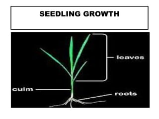 SEEDLING GROWTH
 