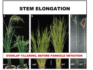 STEM ELONGATION
OVERLAP TILLERING, BEFORE PANNICLE INITIATION
 