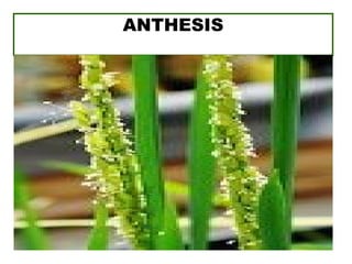 ANTHESIS
 