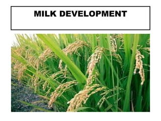 MILK DEVELOPMENT
 