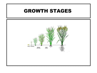 GROWTH STAGES
 