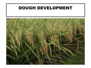 DOUGH DEVELOPMENT
 