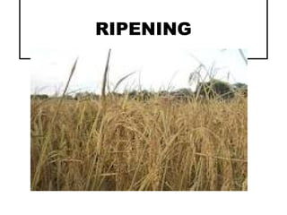 RIPENING
 