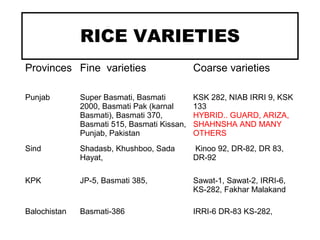 RICE VARIETIES
Provinces Fine varieties Coarse varieties
Punjab Super Basmati, Basmati
2000, Basmati Pak (karnal
Basmati), Basmati 370,
Basmati 515, Basmati Kissan,
Punjab, Pakistan
KSK 282, NIAB IRRI 9, KSK
133
HYBRID.. GUARD, ARIZA,
SHAHNSHA AND MANY
OTHERS
Sind Shadasb, Khushboo, Sada
Hayat,
Kinoo 92, DR-82, DR 83,
DR-92
KPK JP-5, Basmati 385, Sawat-1, Sawat-2, IRRI-6,
KS-282, Fakhar Malakand
Balochistan Basmati-386 IRRI-6 DR-83 KS-282,
 