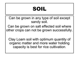 SOIL
Can be grown in any type of soil except
sandy soil.
Can be grown on salt effected soil where
other crops can not be grown successfully.
Clay Loam soil with optimum quantity of
organic matter and more water holding
capacity is best for rice cultivation.
 