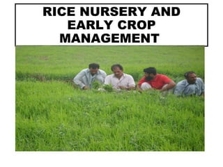 RICE NURSERY AND
EARLY CROP
MANAGEMENT
 