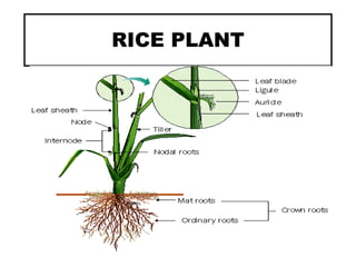 RICE PLANT
 