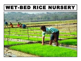 WET-BED RICE NURSERY
 
