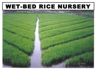 WET-BED RICE NURSERY
 