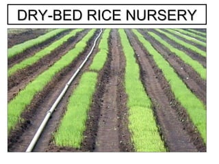 DRY-BED RICE NURSERYDRY-BED RICE NURSERY
 