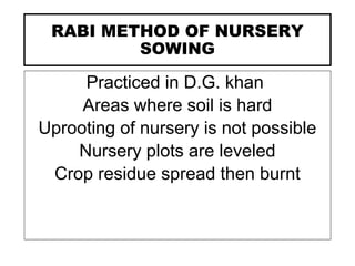 RABI METHOD OF NURSERY
SOWING
Practiced in D.G. khan
Areas where soil is hard
Uprooting of nursery is not possible
Nursery plots are leveled
Crop residue spread then burnt
 