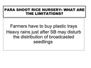 PARA SHOOT RICE NURSERY: WHAT ARE: WHAT ARE
THE LIMITATIONS?THE LIMITATIONS?
Farmers have to buy plastic trays
Heavy rains just after SB may disturb
the distribution of broadcasted
seedlings
 