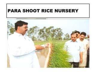 PARA SHOOT RICE NURSERY
 