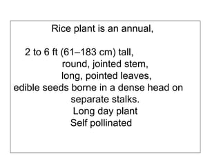Rice plant is an annual,
2 to 6 ft (61–183 cm) tall,
round, jointed stem,
long, pointed leaves,
edible seeds borne in a dense head on
separate stalks.
Long day plant
Self pollinated
 