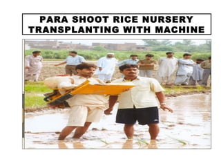 PARA SHOOT RICE NURSERY
TRANSPLANTING WITH MACHINE
 