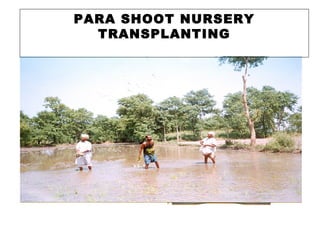 PARA SHOOT NURSERY
TRANSPLANTING
 