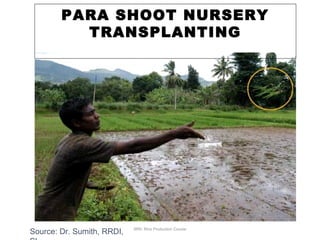 IRRI: Rice Production Course
Source: Dr. Sumith, RRDI,
PARA SHOOT NURSERY
TRANSPLANTING
 