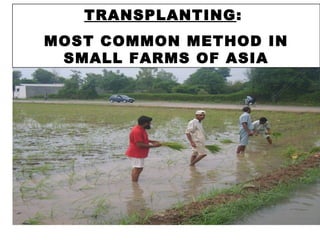TRANSPLANTING:
MOST COMMON METHOD IN
SMALL FARMS OF ASIA
 