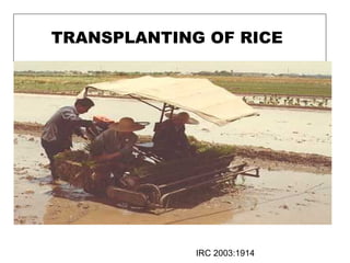 TRANSPLANTING OF RICE
IRC 2003:1914
 