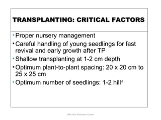 TRANSPLANTING: CRITICAL FACTORSTRANSPLANTING: CRITICAL FACTORS
•Proper nursery management
•Careful handling of young seedlings for fast
revival and early growth after TP
•Shallow transplanting at 1-2 cm depth
•Optimum plant-to-plant spacing: 20 x 20 cm to
25 x 25 cm
•Optimum number of seedlings: 1-2 hill-1
IRRI: Rice Production Course
 