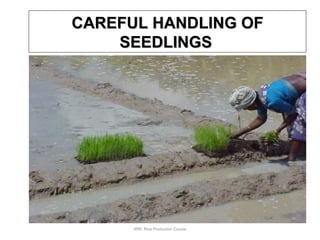 IRRI: Rice Production Course
CAREFUL HANDLING OFCAREFUL HANDLING OF
SEEDLINGSSEEDLINGS
 